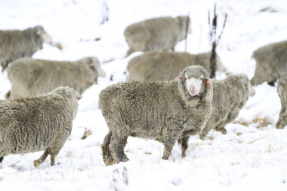 Tablelands Merino Wool Sheep